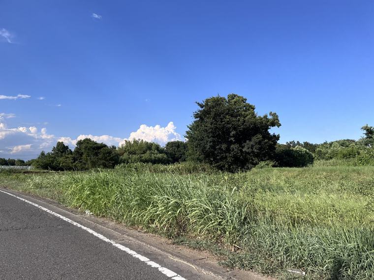 道路沿いの草地